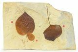 Plate with Three Fossil Leaves (Three Species) - Montana #269441-1